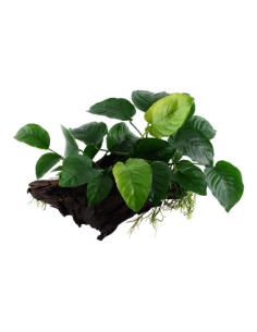 Anubias barteri sp,
