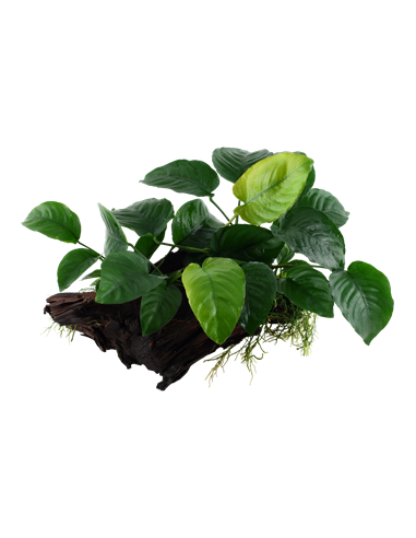 Anubias barteri sp,