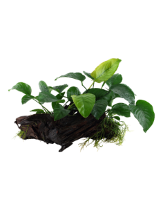 Anubias barteri sp, 2