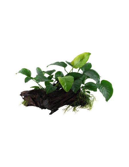 Anubias barteri sp,