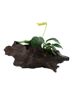 Anubias barteri var, nana