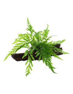 Bolbitis heudelotii 2