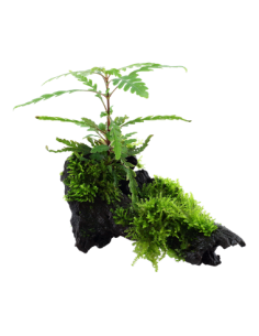 Hygrophila pinnatifida and moss