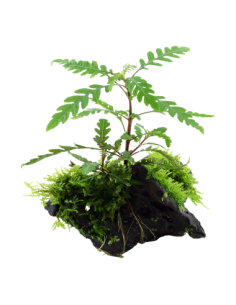 Hygrophila pinnatifida and moss 2