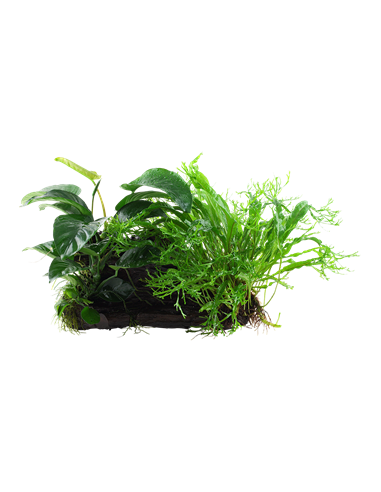 Microsorum - Anubias 'Duet'