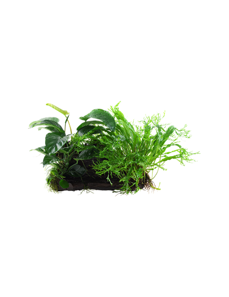 Microsorum - Anubias 'Duet'