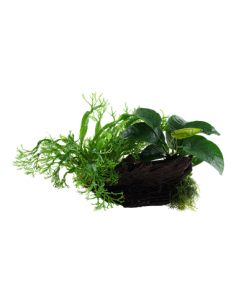 Microsorum - Anubias 'Duet' 2