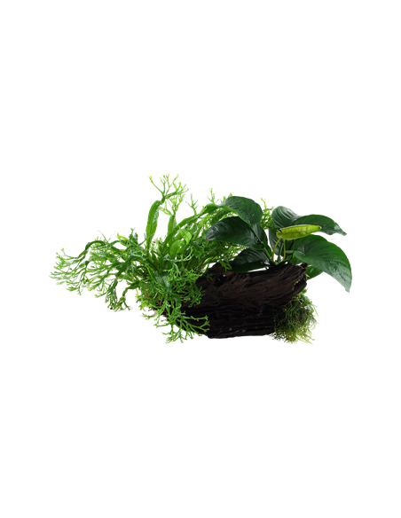 Microsorum - Anubias 'Duet'