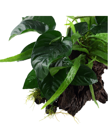 Microsorum - Anubias 'Duet'