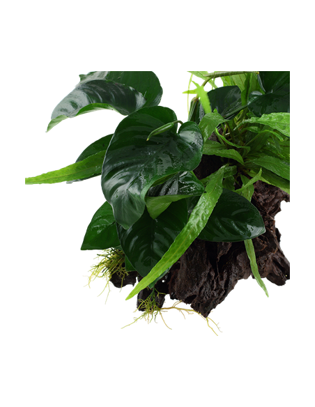 Microsorum - Anubias 'Duet'