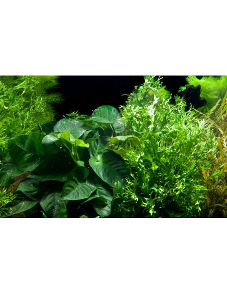 Microsorum - Anubias 'Duet'