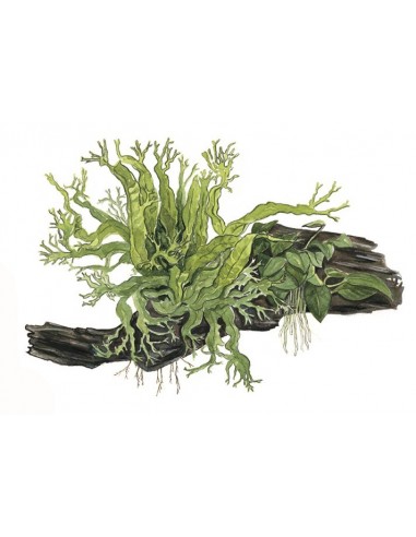 Microsorum - Anubias 'Duet'