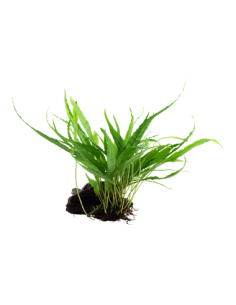 Microsorum pteropus 2