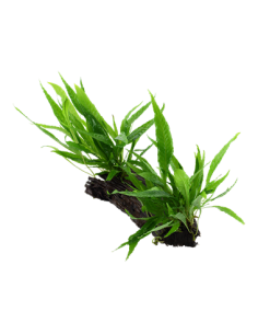 Microsorum pteropus 2