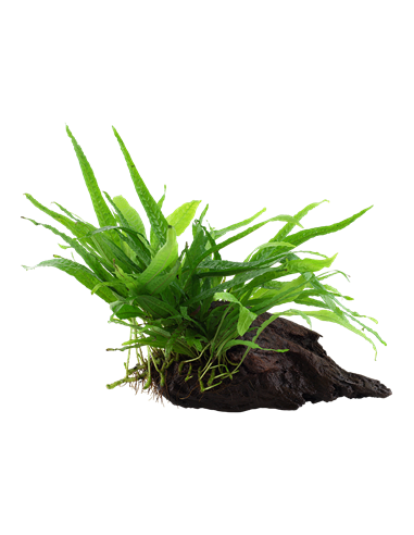 Microsorum pteropus 'Narrow'