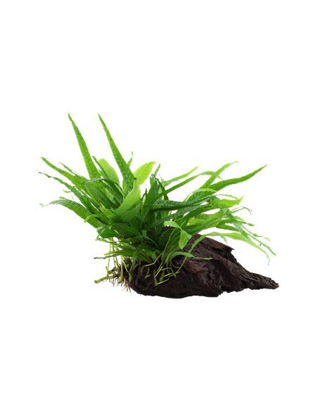 Microsorum pteropus 'Narrow'