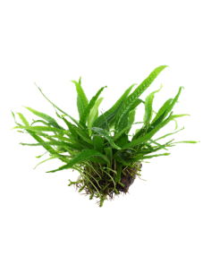 Microsorum pteropus 'Narrow' 2