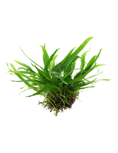 Microsorum pteropus 'Narrow'