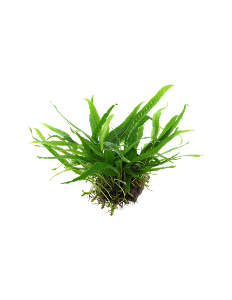 Microsorum pteropus 'Narrow'