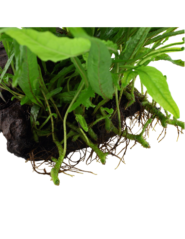 Microsorum pteropus 'Narrow'