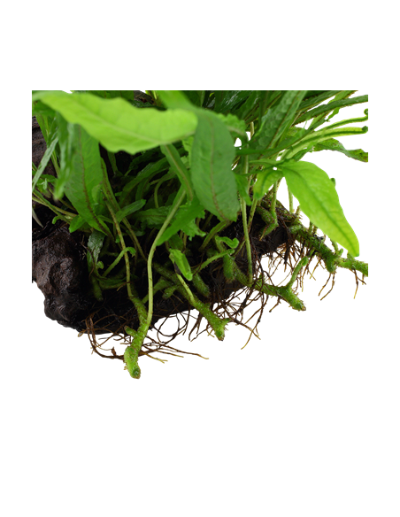 Microsorum pteropus 'Narrow'