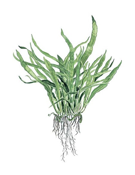 Microsorum pteropus 'Narrow'