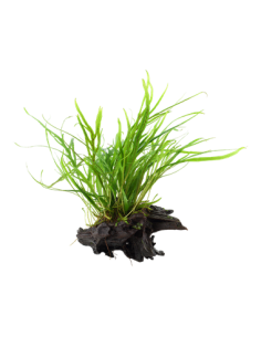 Microsorum pteropus 'Trident'