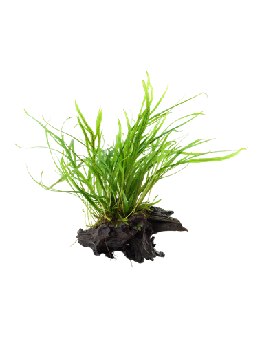 Microsorum pteropus 'Trident'