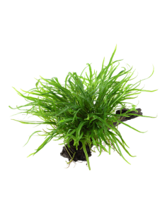 Microsorum pteropus 'Trident' 2