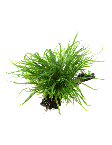 Microsorum pteropus 'Trident'