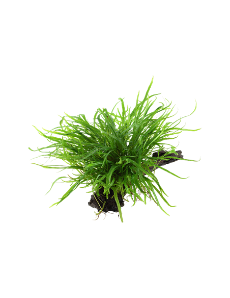 Microsorum pteropus 'Trident'