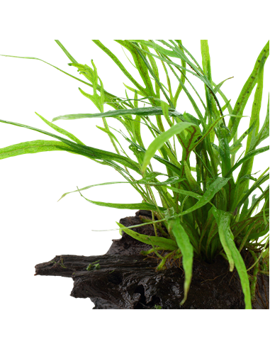 Microsorum pteropus 'Trident'