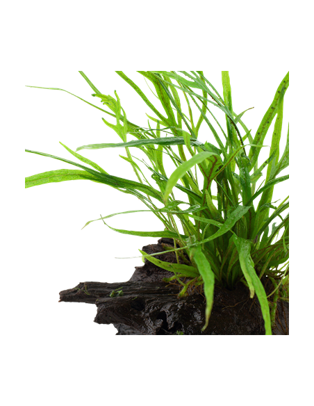 Microsorum pteropus 'Trident'