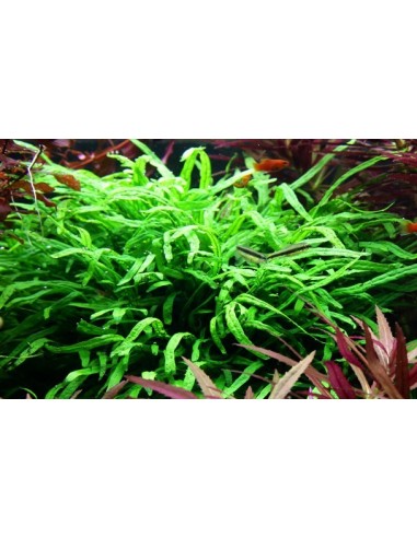 Microsorum pteropus 'Trident'