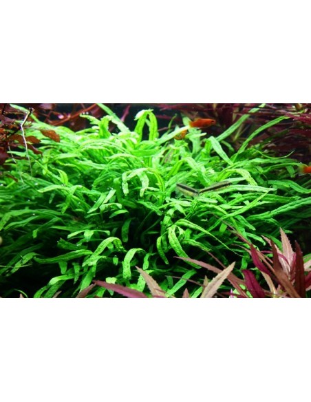 Microsorum pteropus 'Trident'