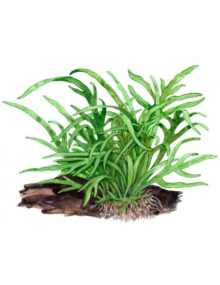 Microsorum pteropus 'Trident'