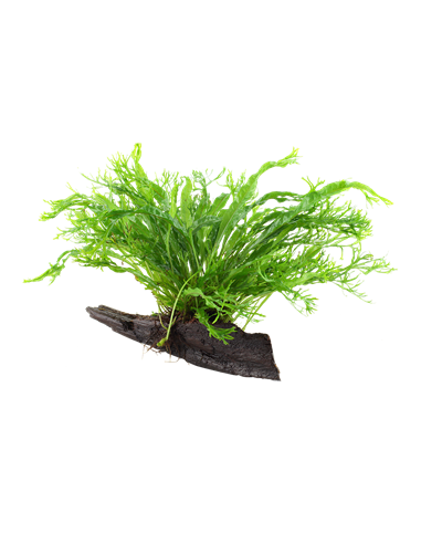 Microsorum pteropus 'Windeløv'