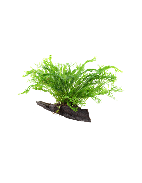 Microsorum pteropus 'Windeløv'