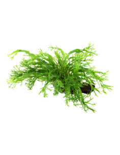 Microsorum pteropus 'Windeløv' 2