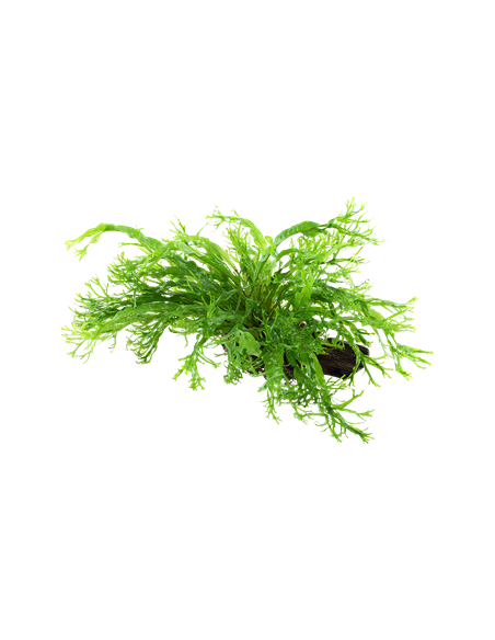 Microsorum pteropus 'Windeløv'