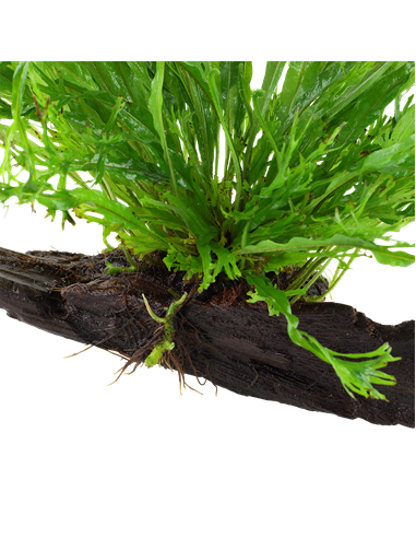 Microsorum pteropus 'Windeløv'