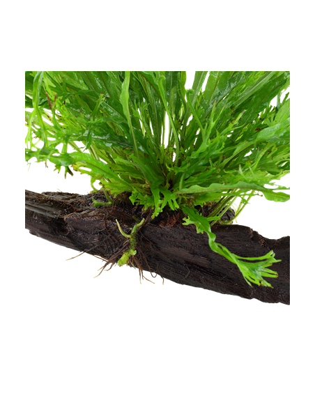 Microsorum pteropus 'Windeløv'