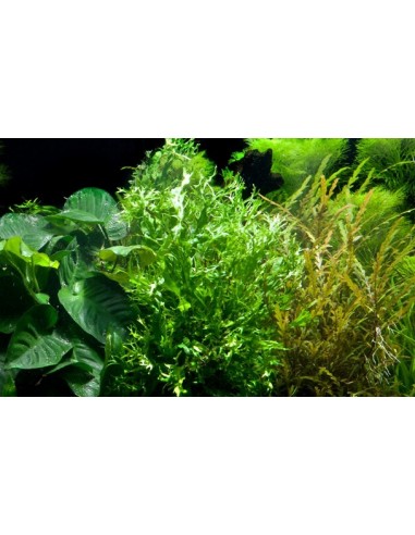 Microsorum pteropus 'Windeløv'