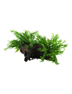 Microsorum pteropus 'Windeløv'