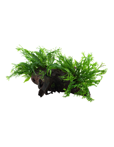 Microsorum pteropus 'Windeløv'