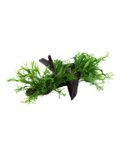 Microsorum pteropus 'Windeløv' 2