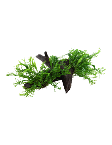 Microsorum pteropus 'Windeløv'