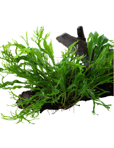 Microsorum pteropus 'Windeløv'