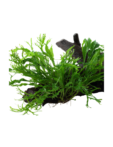 Microsorum pteropus 'Windeløv'