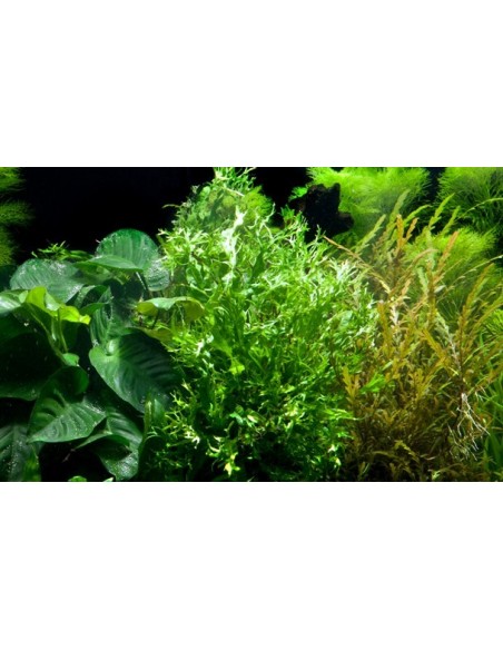 Microsorum pteropus 'Windeløv'